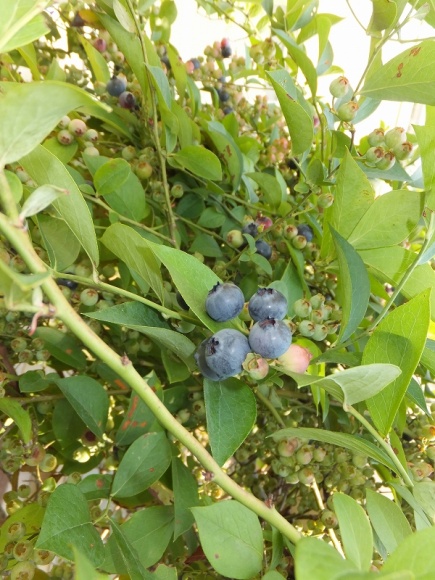 DSCF3392